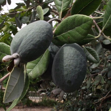 Feijoa sellowiana (acca) - Tortie tude, CC0, via Wikimedia Commons