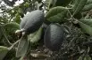 Goyavier du Brésil - Feijoa sellowiana (acca) - Tortie tude, CC0, via Wikimedia Commons