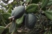 Pineapple Guava - Feijoa sellowiana (acca) - Tortie tude, CC0, via Wikimedia Commons