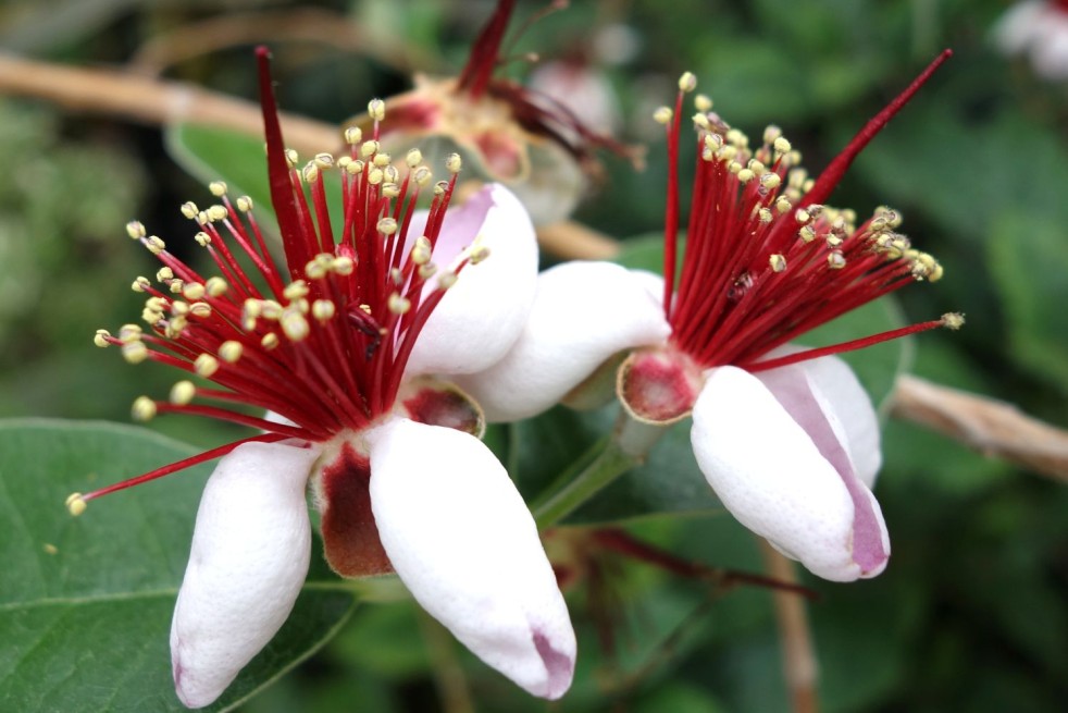 Feijoa sellowiana (Acca) - Daderot, CC0, via Wikimedia Commons Feijoa sellowiana (Acca) - Daderot, CC0, via Wikimedia Commons