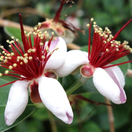 Feijoa sellowiana (Acca) - Daderot, CC0, via Wikimedia Commons