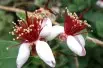 Feijoa sellowiana (Acca) - Daderot, CC0, via Wikimedia Commons
