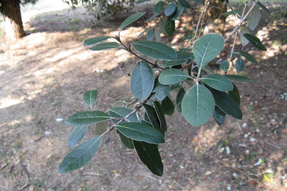 Brasilianische Guave - Feijoa sellowiana (acca) - Kenpei(https://creativecommons.org/licenses/by-sa/3.0/legalcode.fr) Brasilianische Guave - Feijoa sellowiana (acca) - Kenpei(https://creativecommons.org/licenses/by-sa/3.0/legalcode.fr)