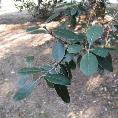 Pineapple Guava - Feijoa sellowiana (acca) - Kenpei(https://creativecommons.org/licenses/by-sa/3.0/legalcode.fr)