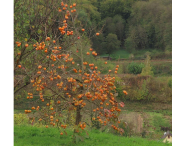 Diospyros Kaki - Andreasklug, CC BY-SA 4.0, via Wikimedia Commons