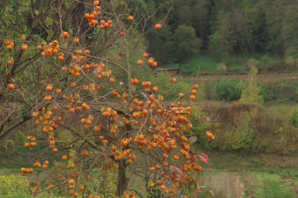 Diospyros Kaki - Andreasklug, CC BY-SA 4.0, via Wikimedia Commons