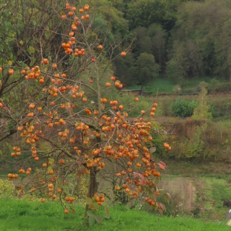 Diospyros Kaki - Andreasklug, CC BY-SA 4.0, via Wikimedia Commons