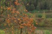 Diospyros Kaki - Andreasklug, CC BY-SA 4.0, via Wikimedia Commons