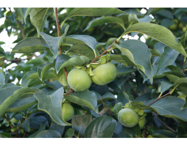 Diospyros Kaki - Jardins du Monde.be