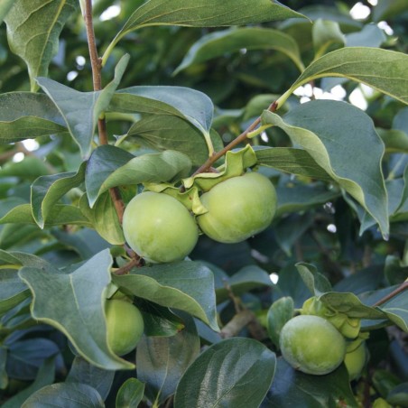 Diospyros Kaki - Jardins du Monde.be