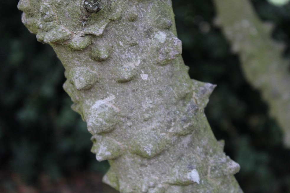 Täuschende Stachelesche - Zanthoxylum simulans - Jardins du Monde.be