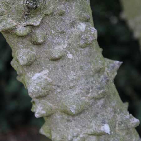 Täuschende Stachelesche - Zanthoxylum simulans - Jardins du Monde.be