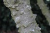 Täuschende Stachelesche - Zanthoxylum simulans - Jardins du Monde.be