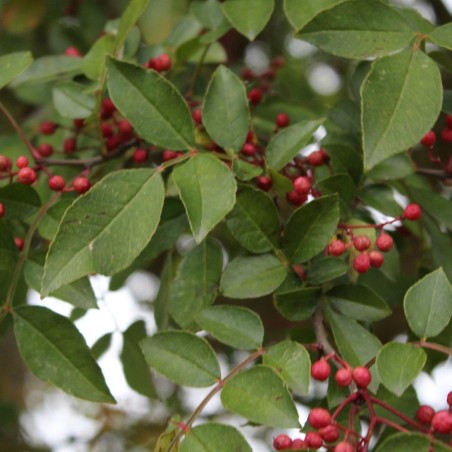 Poivrier du Sichuan - Zanthoxylum simulans - Jardins du Monde.be
