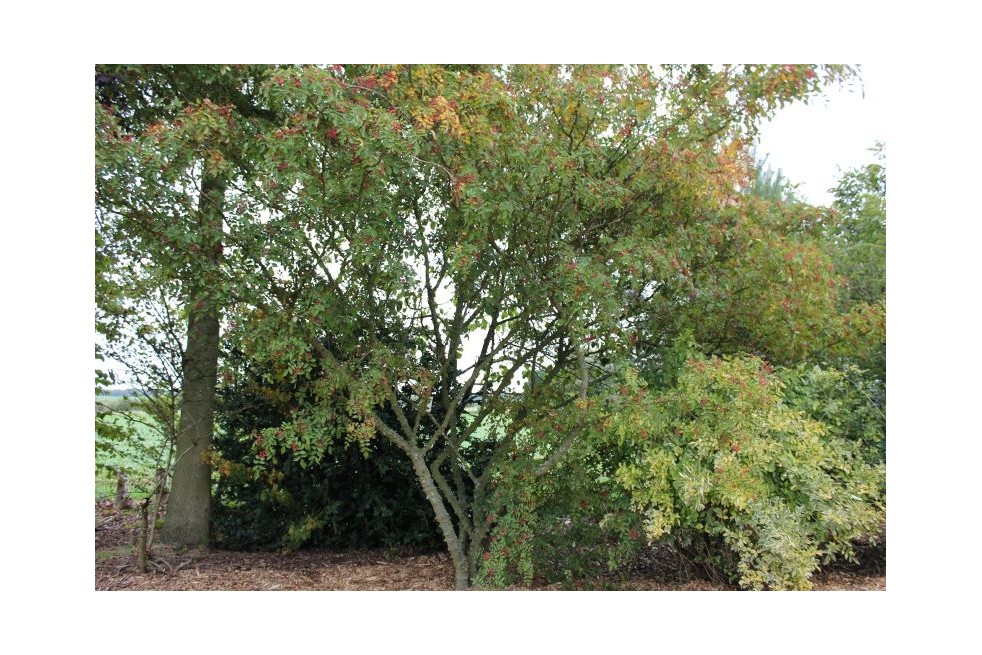 Täuschende Stachelesche - Zanthoxylum simulans - Jardins du Monde.be