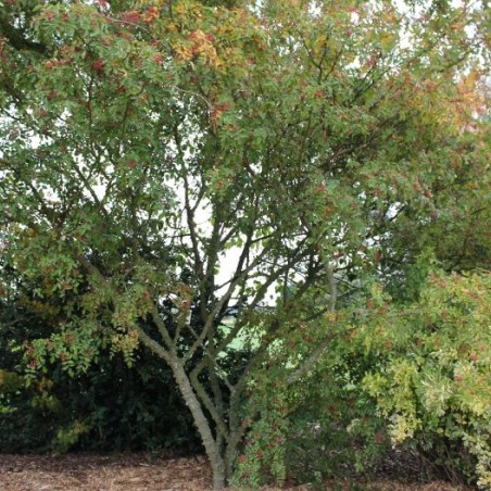 Chinese pepper tree - Zanthoxylum simulans - Jardins du Monde.be