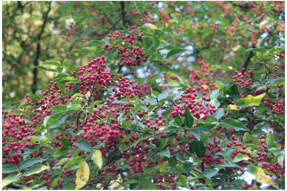 Poivrier du Sichuan - Zanthoxylum simulans - Jardins du Monde.be