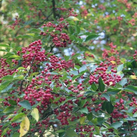 Poivrier du Sichuan - Zanthoxylum simulans - Jardins du Monde.be
