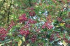 Täuschende Stachelesche - Zanthoxylum simulans - Jardins du Monde.be