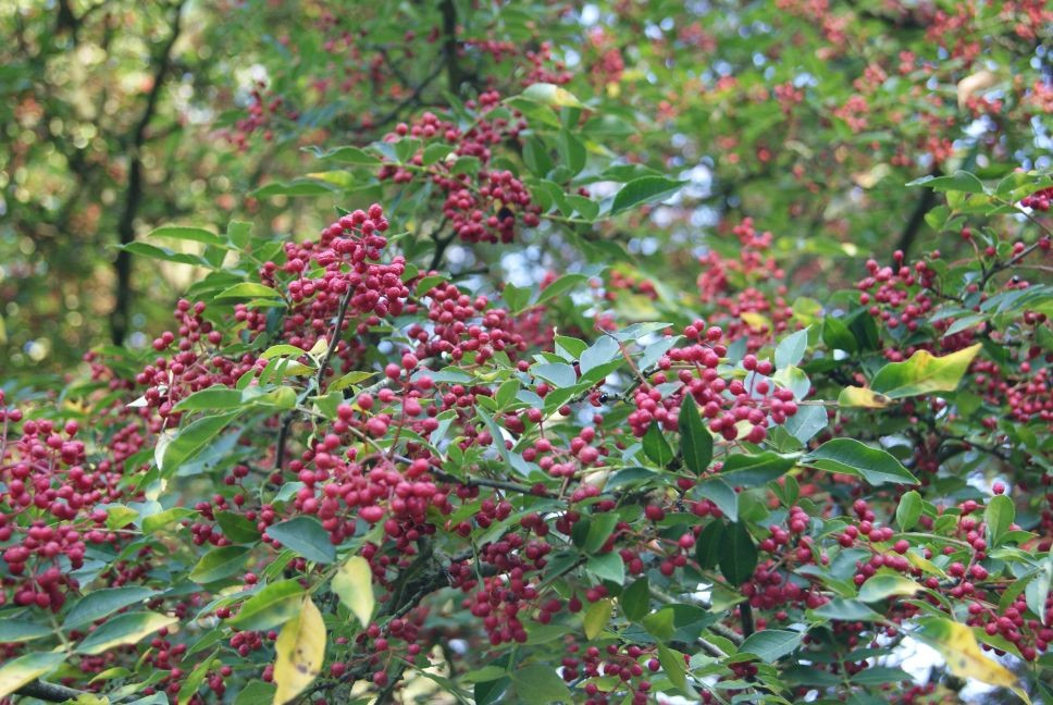 Sichuan peperboom