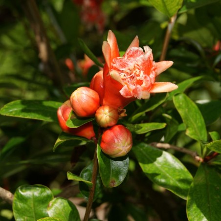 Grenadier à fleurs - Punica Granatum Legrelliae - Jardins du Monde.be