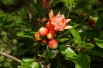 Punica Granatum Legrelliae - Jardins du Monde.be