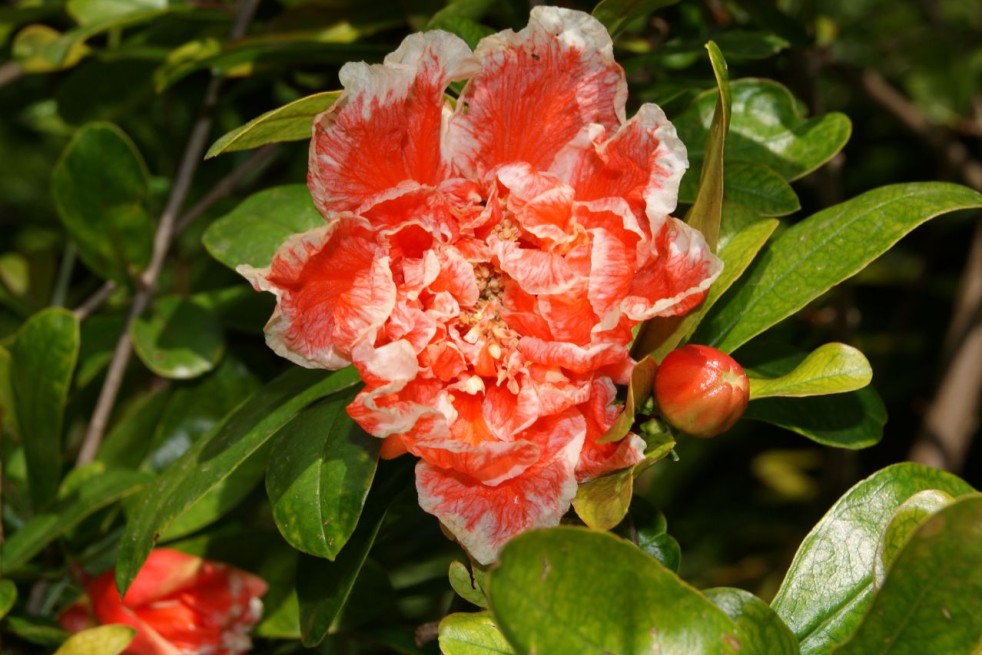 Punica Granatum Legrelliae - Jardins du Monde.be