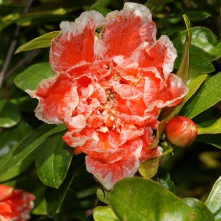 Grenadier à fleurs - Punica Granatum Legrelliae - Jardins du Monde.be