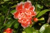 Punica Granatum Legrelliae - Jardins du Monde.be