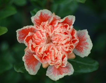 Punica Granatum Legrelliae - Jardins du Monde.be