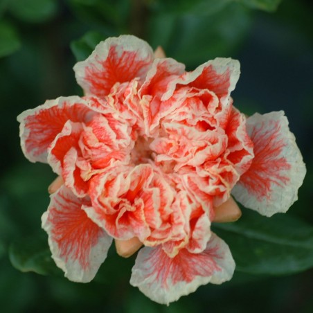 Punica Granatum Legrelliae - Jardins du Monde.be