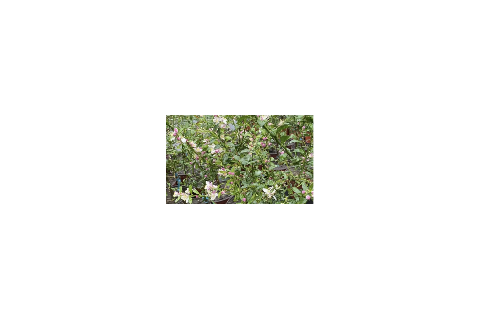 Citron caviar - Citrus Australasica - Microcitrus australasica - Jardins du Monde.be