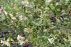 Australische Fingerlimette - Citrus Australasica - Microcitrus australasica - Jardins du Monde.be