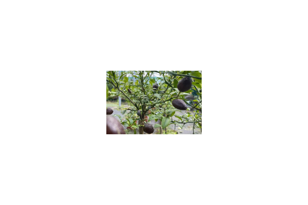 Citron caviar - Citrus Australasica - Microcitrus australasica - Jardins du Monde.be