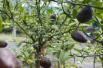 Australische Fingerlimette - Citrus Australasica - Microcitrus australasica - Jardins du Monde.be