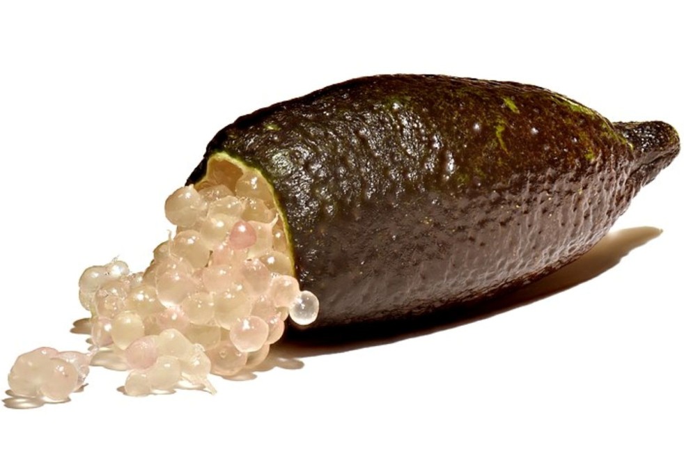 Citron caviar - Citrus Australasica - Microcitrus australasica(Amada44, CC BY-SA 3.0 , via Wikimedia Commons)
