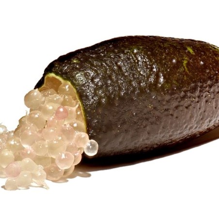 Limoenkaviaar - Citrus Australasica - Microcitrus australasica(Amada44, CC BY-SA 3.0 , via Wikimedia Commons)