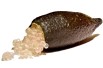 Citron caviar - Citrus Australasica - Microcitrus australasica(Amada44, CC BY-SA 3.0 , via Wikimedia Commons)