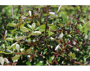 Limoenkaviaar - Citrus Australasica - Microcitrus australasica - Jardins du Monde.be