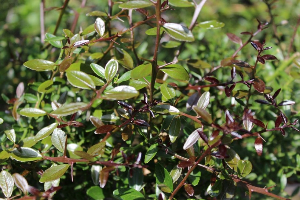Australische Fingerlimette - Citrus Australasica - Microcitrus australasica - Jardins du Monde.be