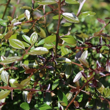 Limoenkaviaar - Citrus Australasica - Microcitrus australasica - Jardins du Monde.be