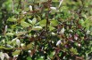 Citron caviar - Citrus Australasica - Microcitrus australasica - Jardins du Monde.be