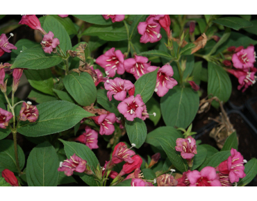 Weigelia rouge - Weigela Bristol Ruby