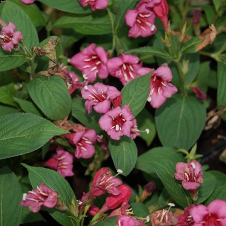Rood Weigelia - Weigela Bristol Ruby