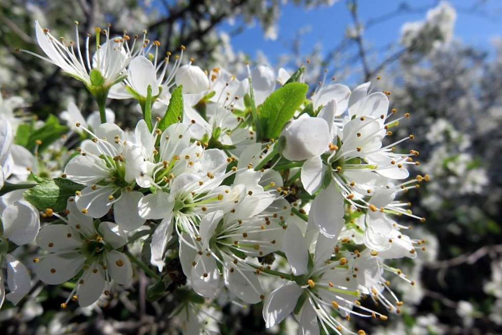 Prunus Spinosa : https://creativecommons.org/publicdomain/zero/1.0/legalcode.fr Prunus Spinosa : https://creativecommons.org/publicdomain/zero/1.0/legalcode.fr