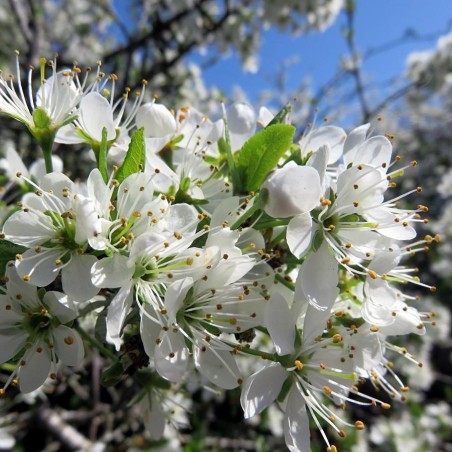 Prunus Spinosa : https://creativecommons.org/publicdomain/zero/1.0/legalcode.fr