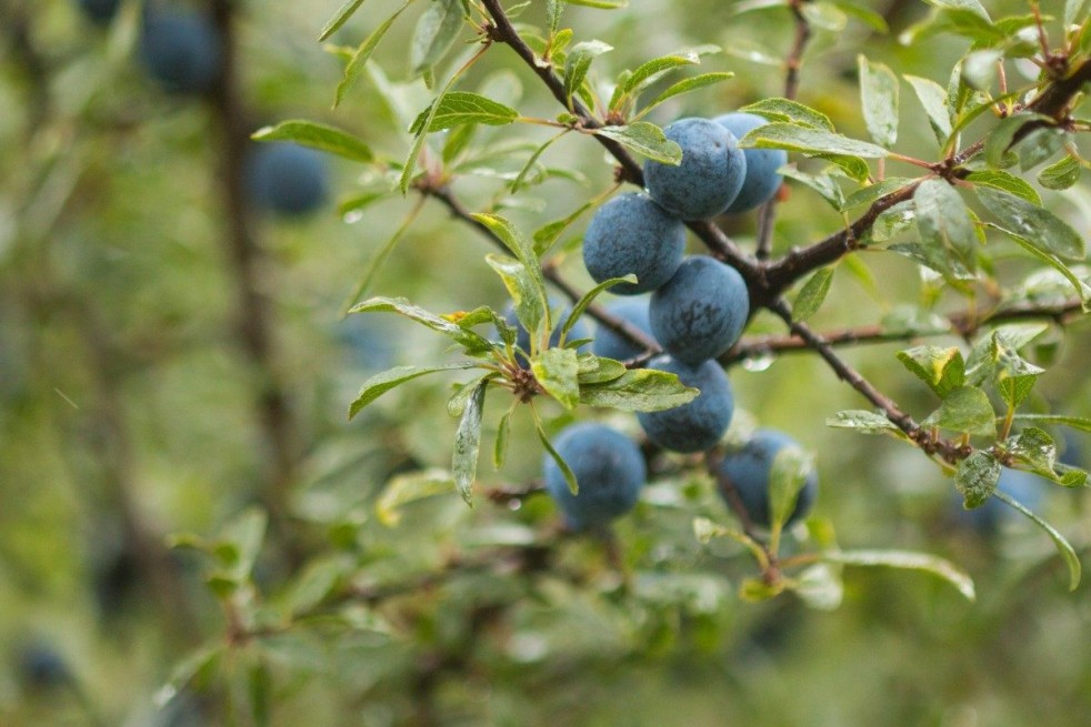 Prunus Spinosa : https://creativecommons.org/publicdomain/zero/1.0/legalcode.fr Prunus Spinosa : https://creativecommons.org/publicdomain/zero/1.0/legalcode.fr