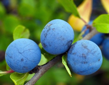 Prunus Spinosa : https://creativecommons.org/publicdomain/zero/1.0/legalcode.fr