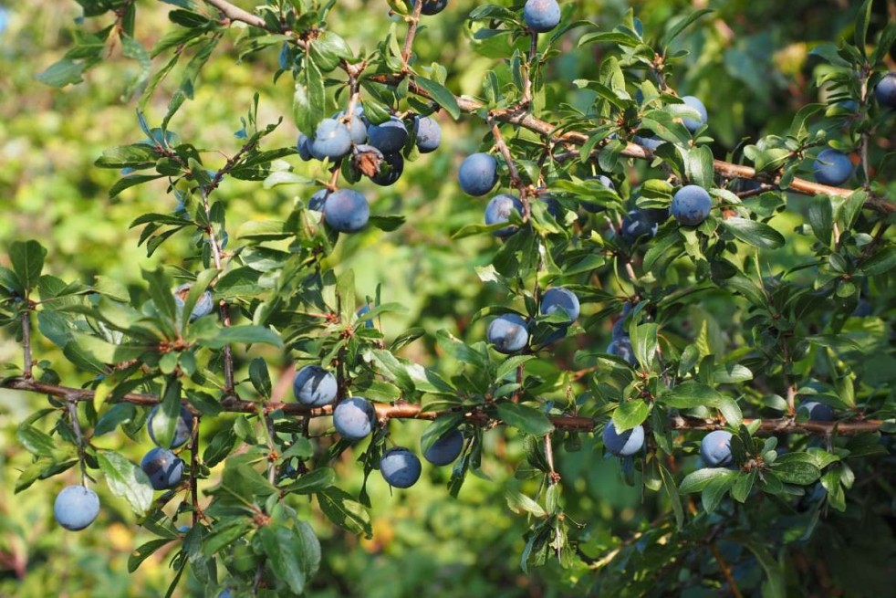 Prunus Spinosa : https://creativecommons.org/publicdomain/zero/1.0/legalcode.fr Prunus Spinosa : https://creativecommons.org/publicdomain/zero/1.0/legalcode.fr