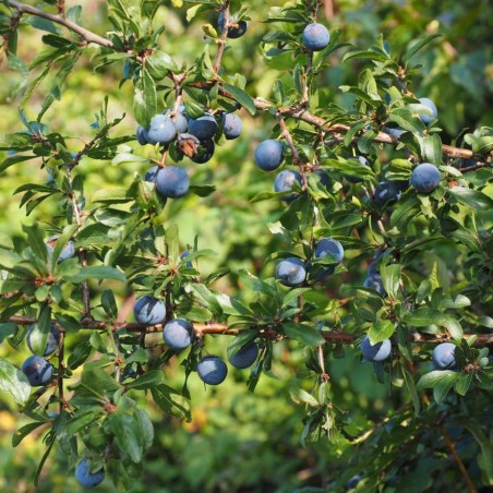 Prunus Spinosa : https://creativecommons.org/publicdomain/zero/1.0/legalcode.fr